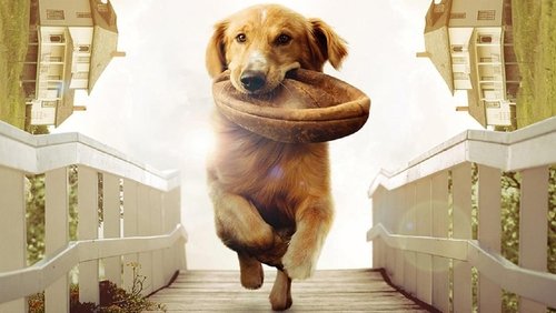 A Dog's Purpose - Mục Đích Sống Của Một Chú Chó - Hình 1