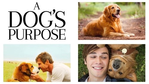 A Dog's Purpose - Mục Đích Sống Của Một Chú Chó - Hình 3